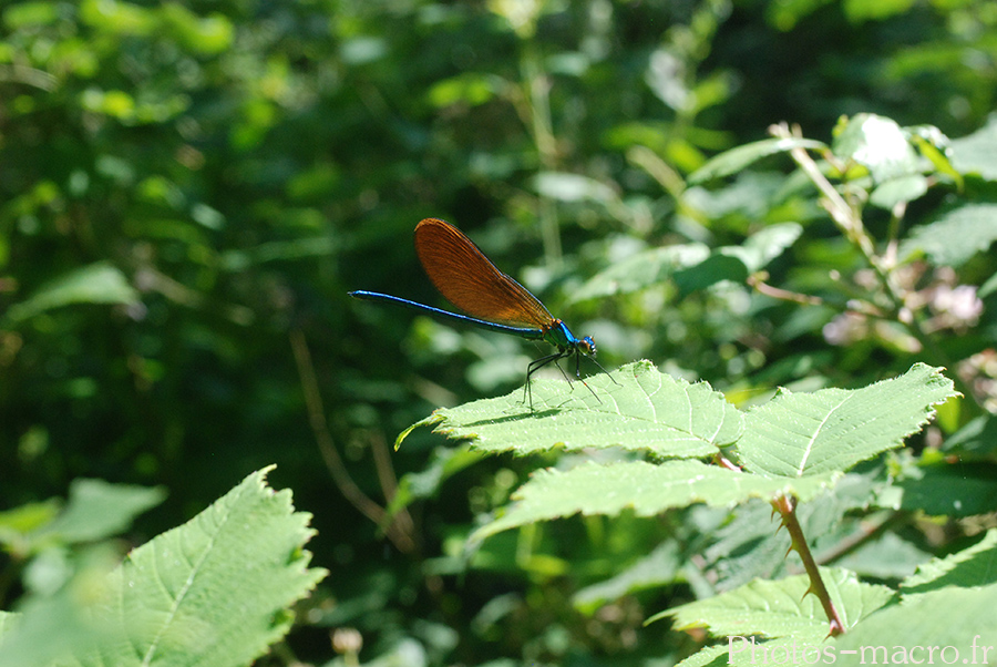 Calopteryx virgo